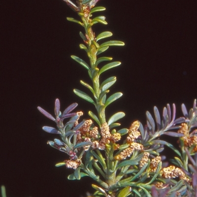 Podocarpus lawrencei (Mountain Plum Pine) at Namadgi National Park - 8 Jan 2004 by BettyDonWood