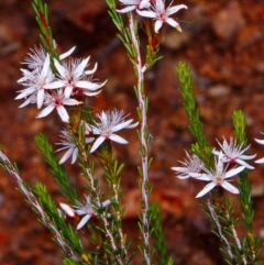 Calytrix tetragona (Common Fringe-myrtle) at Tharwa, ACT - 26 Oct 2004 by BettyDonWood