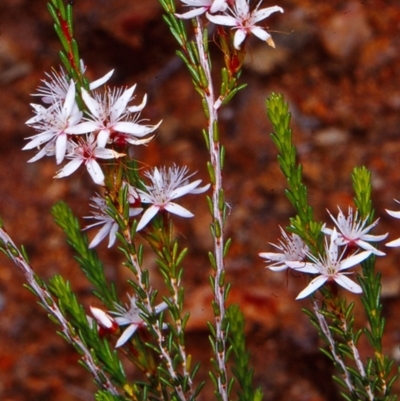 Calytrix tetragona (Common Fringe-myrtle) at Tharwa, ACT - 26 Oct 2004 by BettyDonWood