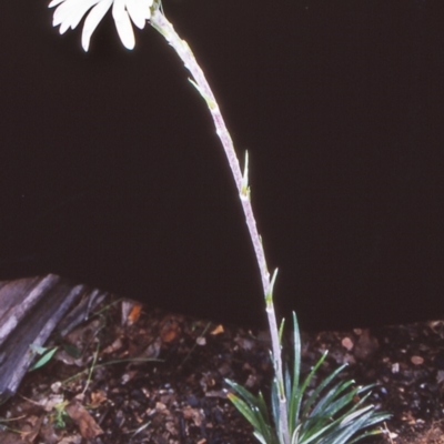 Celmisia tomentella (Common Snow Daisy) at Gibraltar Pines - 15 Dec 2004 by BettyDonWood