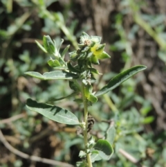 Atriplex semibaccata (Creeping Saltbush) at Greenway, ACT - 18 Dec 2018 by MichaelBedingfield