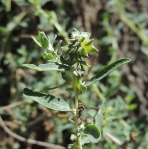 Atriplex semibaccata at Greenway, ACT - 18 Dec 2018