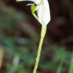 Pterostylis monticola (Large Mountain Greenhood) at Namadgi National Park - 8 Jan 2005 by BettyDonWood