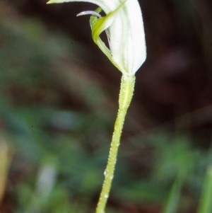 Pterostylis monticola at Namadgi National Park - 9 Jan 2005