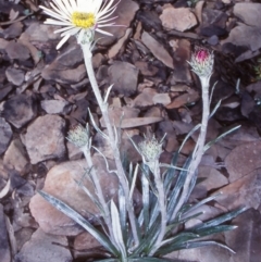 Celmisia tomentella (Common Snow Daisy) at Namadgi National Park - 13 Dec 2003 by BettyDonWood