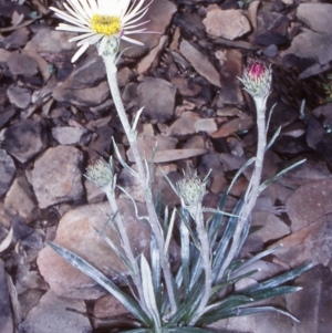 Celmisia tomentella at Namadgi National Park - 14 Dec 2003