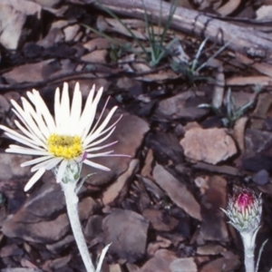 Celmisia tomentella at Namadgi National Park - 14 Dec 2003