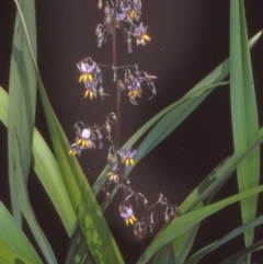 Dianella tasmanica (Tasman Flax Lily) at Tidbinbilla Nature Reserve - 2 Dec 2004 by BettyDonWood