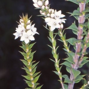 Epacris breviflora at Tidbinbilla Nature Reserve - 6 Nov 2004