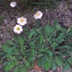 Lagenophora stipitata (Common Lagenophora) at Tidbinbilla Nature Reserve - 4 Nov 2004 by BettyDonWood