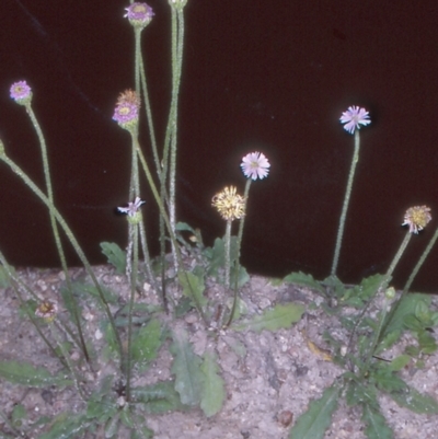 Lagenophora stipitata (Common Lagenophora) at Tidbinbilla Nature Reserve - 1 Dec 2004 by BettyDonWood