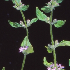 Mentha diemenica (Wild Mint, Slender Mint) at Tidbinbilla Nature Reserve - 2 Dec 2004 by BettyDonWood