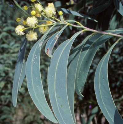 Acacia falciformis (Broad-leaved Hickory) at Tidbinbilla Nature Reserve - 3 Dec 2004 by BettyDonWood