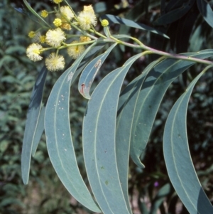 Acacia falciformis at Tidbinbilla Nature Reserve - 3 Dec 2004