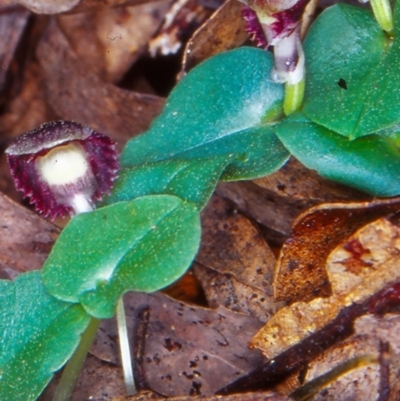 Corysanthes grumula (Stately helmet orchid) at Tidbinbilla Nature Reserve - 14 Sep 2002 by BettyDonWood