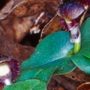 Corysanthes grumula at suppressed - suppressed