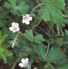 Geranium solanderi var. solanderi (Native Geranium) at Tidbinbilla Nature Reserve - 4 Nov 2004 by BettyDonWood