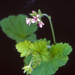 Pelargonium inodorum (Kopata) at Tidbinbilla Nature Reserve - 3 Nov 2004 by BettyDonWood