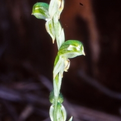 Bunochilus montanus (Montane Leafy Greenhood) at Tidbinbilla Nature Reserve - 14 Sep 2002 by BettyDonWood