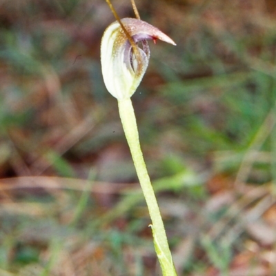 Pterostylis pedunculata (Maroonhood) at Tidbinbilla Nature Reserve - 15 Sep 2002 by BettyDonWood