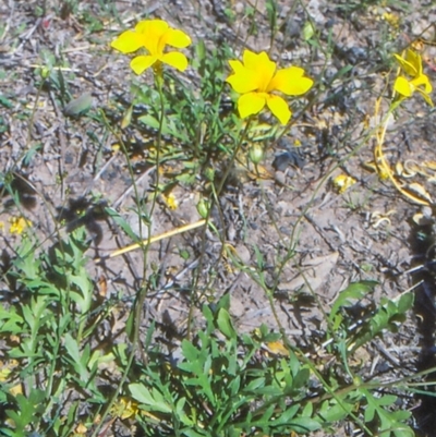 Goodenia pinnatifida (Scrambled Eggs) at Banks, ACT - 8 Nov 2003 by BettyDonWood