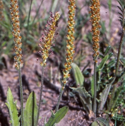 Plantago varia (Native Plaintain) at Banks, ACT - 9 Nov 2003 by BettyDonWood