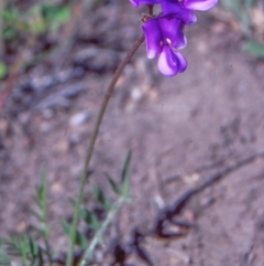 Swainsona behriana (Behr's Swainson-Pea) at Rob Roy Range - 8 Nov 2003 by BettyDonWood