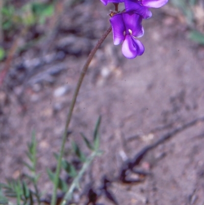 Swainsona behriana (Behr's Swainson-Pea) at Rob Roy Range - 8 Nov 2003 by BettyDonWood