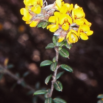 Oxylobium ellipticum (Common Shaggy Pea) at Tidbinbilla Nature Reserve - 26 Oct 2002 by BettyDonWood