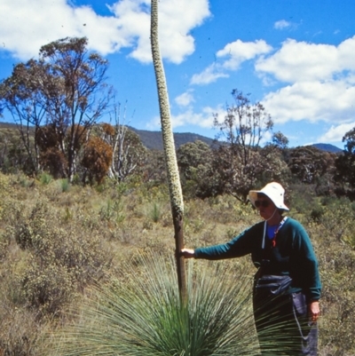 Xanthorrhoea glauca subsp. angustifolia (Grey Grass-tree) at Paddys River, ACT - 26 Oct 2002 by BettyDonWood