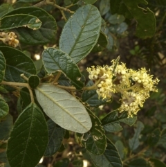 Pomaderris betulina subsp. actensis (Canberra Pomaderris) at Tidbinbilla Nature Reserve - 17 Oct 2012 by BettyDonWood