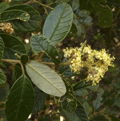 Pomaderris betulina subsp. actensis (Canberra Pomaderris) at Tidbinbilla Nature Reserve - 17 Oct 2012 by BettyDonWood