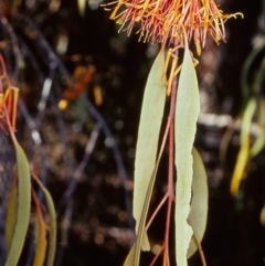 Amyema pendula subsp. pendula (Drooping Mistletoe) at Tidbinbilla Nature Reserve - 26 Oct 2002 by BettyDonWood