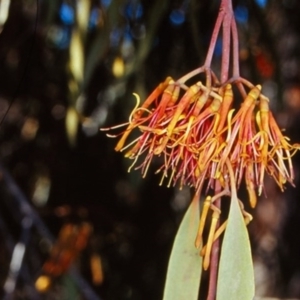 Amyema pendula subsp. pendula at Tidbinbilla Nature Reserve - 27 Oct 2002