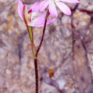 Caladenia carnea at Tidbinbilla Nature Reserve - 21 Oct 2002