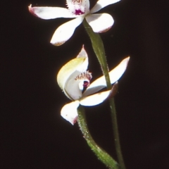 Caladenia gracilis (Musky Caladenia) at Tidbinbilla Nature Reserve - 26 Oct 2002 by BettyDonWood