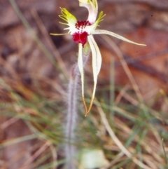 Caladenia parva (Brown-clubbed Spider Orchid) at Tidbinbilla Nature Reserve - 27 Oct 2002 by BettyDonWood