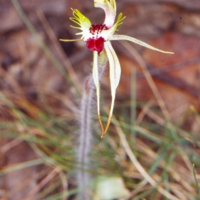 Caladenia parva (Brown-clubbed Spider Orchid) at Tidbinbilla Nature Reserve - 26 Oct 2002 by BettyDonWood