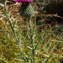 Cirsium vulgare (Spear Thistle) at Tidbinbilla Nature Reserve - 28 Jan 2004 by BettyDonWood