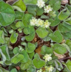 Dichondra repens (Kidney Weed) at Tidbinbilla Nature Reserve - 4 Nov 2004 by BettyDonWood