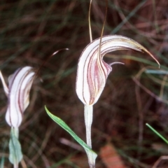 Diplodium coccinum (Scarlet Greenhood) at Tidbinbilla Nature Reserve - 28 Mar 2002 by BettyDonWood