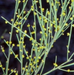 Exocarpos strictus (Dwarf Cherry) at Tidbinbilla Nature Reserve - 20 Oct 2002 by BettyDonWood