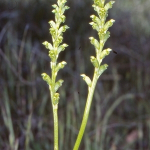 Microtis unifolia at Tidbinbilla Nature Reserve - suppressed