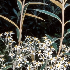 Olearia megalophylla (Large-leaf Daisy-bush) at Tidbinbilla Nature Reserve - 2 Dec 2004 by BettyDonWood