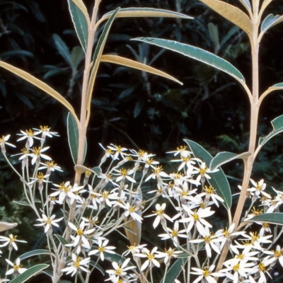Olearia megalophylla (Large-leaf Daisy-bush) at Tidbinbilla Nature Reserve - 2 Dec 2004 by BettyDonWood