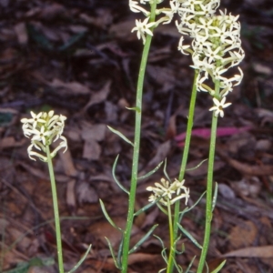 Stackhousia monogyna at Tidbinbilla Nature Reserve - 21 Oct 2002