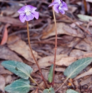 Viola betonicifolia at Tidbinbilla Nature Reserve - 21 Oct 2002 12:00 AM