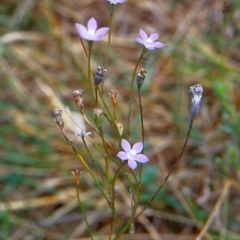 Wahlenbergia littoricola subsp. littoricola (Coastal Bluebell) at Tidbinbilla Nature Reserve - 28 Jan 2004 by BettyDonWood