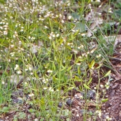 Erophila verna subsp. verna (Whitlow Grass) at Tidbinbilla Nature Reserve - 21 Sep 2004 by BettyDonWood