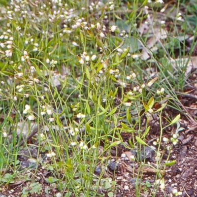 Erophila verna subsp. verna (Whitlow Grass) at Tidbinbilla Nature Reserve - 22 Sep 2004 by BettyDonWood